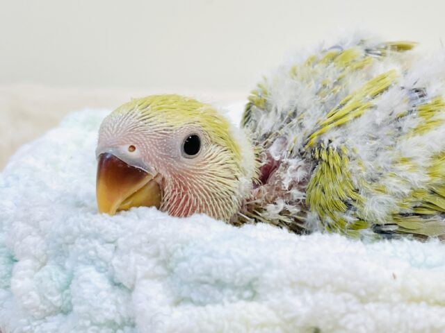 コザクラインコ（小桜インコ）