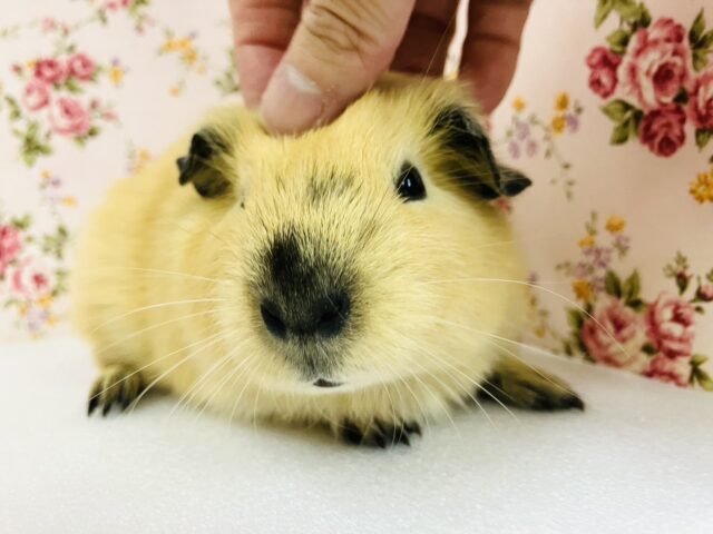 ロシアンモルモット