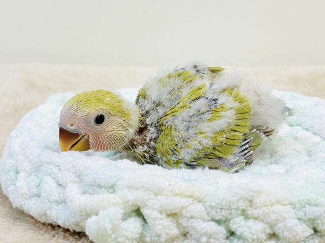 コザクラインコ（小桜インコ）