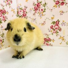 ん~~かわいすぎて💕*ˊᵕˋ お鼻にお色が出てきました♬* ロシアンモルモットさん🧸💕