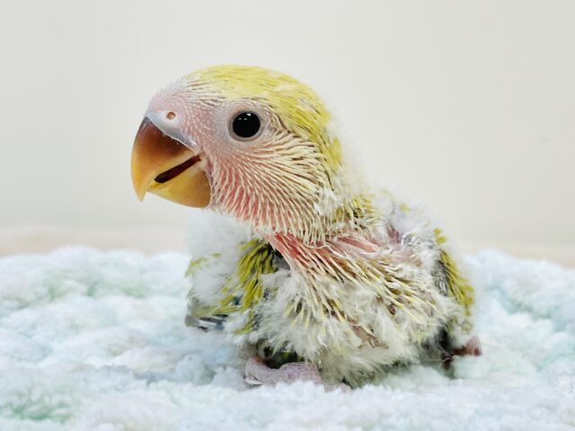 コザクラインコ（小桜インコ）