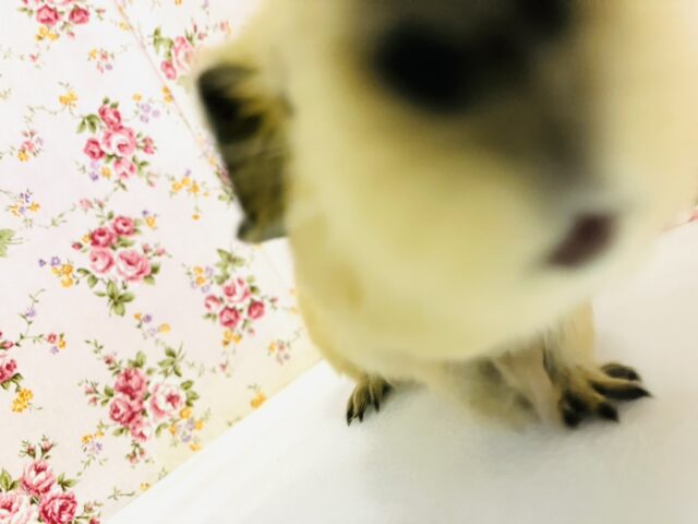 ロシアンモルモット