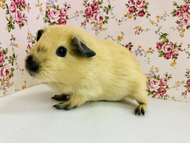 ロシアンモルモット