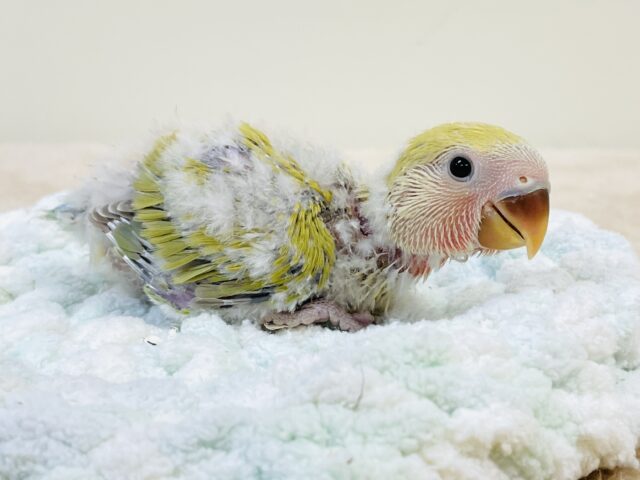 コザクラインコ（小桜インコ）