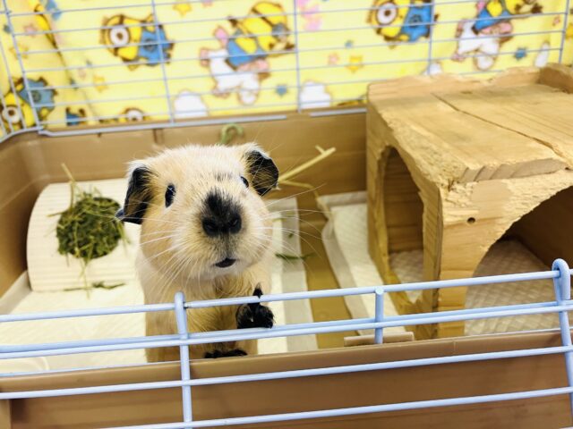 ロシアンモルモット