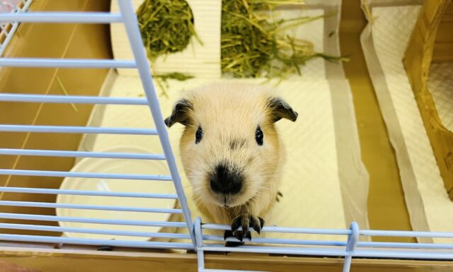 ロシアンモルモット