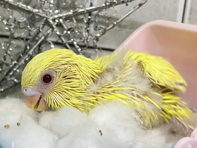 セキセイインコ