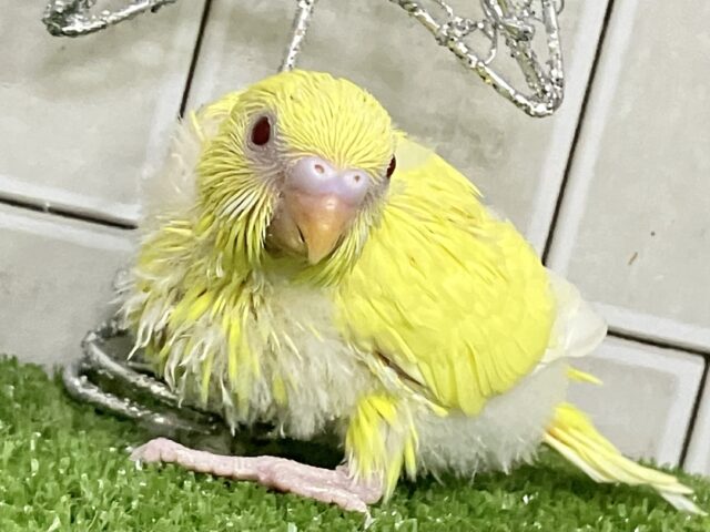 セキセイインコ