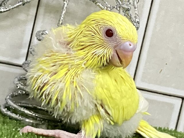 ぽインコ 真紅にバーニング🔥ﾎﾟｶﾎﾟｶこんぽた♥️セキセイインコ(ルチノー/2025年12月