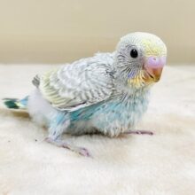 スタイリッシュなオシャレカラー🩵🩶セキセイインコ（パステルレインボースパングル）ヒナ