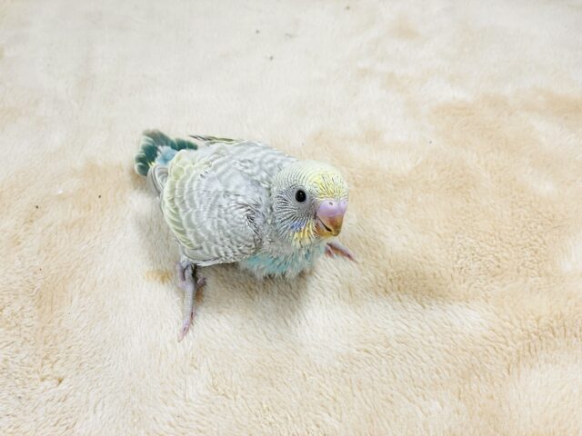 セキセイインコ