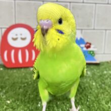 ✨最新画像✨のりのり‎♪( ” و(و “姿勢シャキシャキレタス🥬*°セキセイインコ(グリーンオパーリン/2025年11月生まれ)