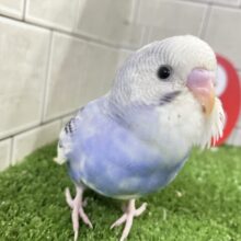 ✨最新画面✨ﾍﾞﾘｰぴっかり✧雪景色のお宝🫐💘セキセイインコ(ブルーパイド/2025年12月上旬生まれ)