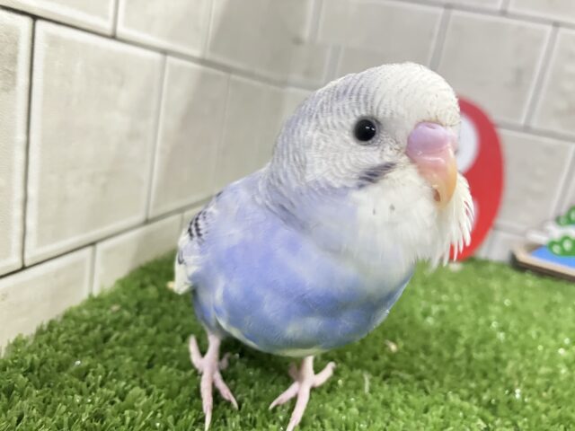 ✨最新画面✨ﾍﾞﾘｰぴっかり✧雪景色のお宝🫐💘セキセイインコ(ブルーパイド/2025年12月上旬生まれ)