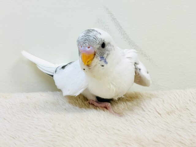 【最新画像】マイペースにのびのび〜っ🩵🤍セキセイインコ(白ハルクイン)ヒナ セキセイインコ
