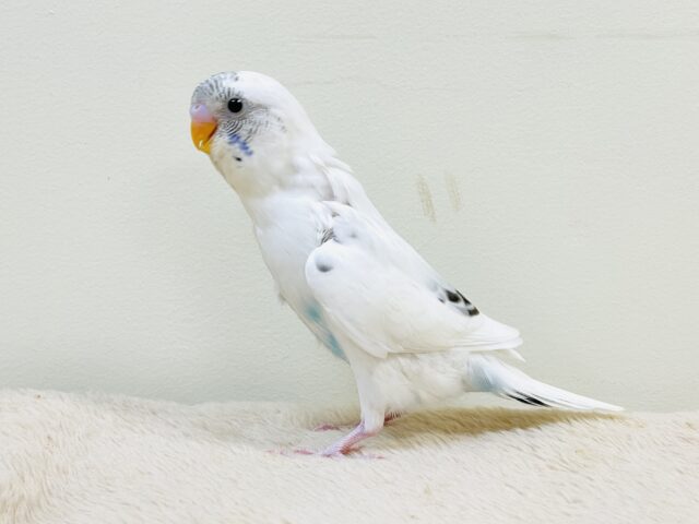 【最新画像】マイペースにのびのび〜っ🩵🤍セキセイインコ(白ハルクイン)ヒナ セキセイインコ