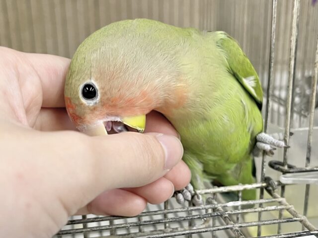 コザクラインコ（小桜インコ）
