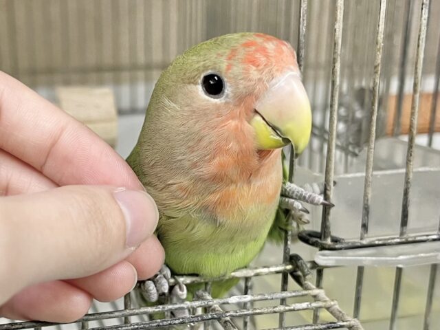 コザクラインコ（小桜インコ）
