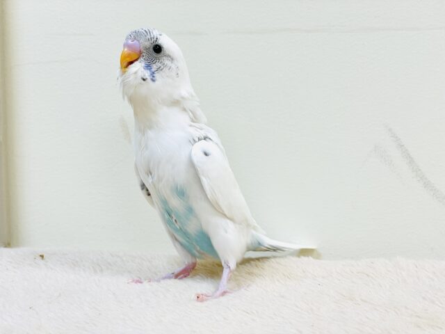 【最新画像】マイペースにのびのび〜っ🩵🤍セキセイインコ(白ハルクイン)ヒナ セキセイインコ