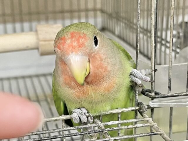 コザクラインコ（小桜インコ）