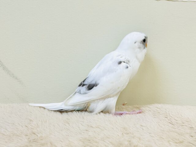 【最新画像】マイペースにのびのび〜っ🩵🤍セキセイインコ(白ハルクイン)ヒナ セキセイインコ