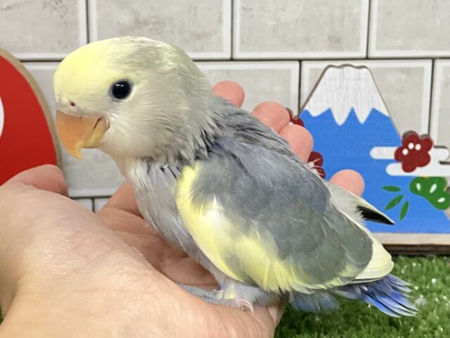 コザクラインコ（小桜インコ）