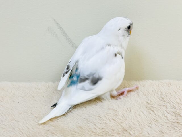【最新画像】マイペースにのびのび〜っ🩵🤍セキセイインコ(白ハルクイン)ヒナ セキセイインコ