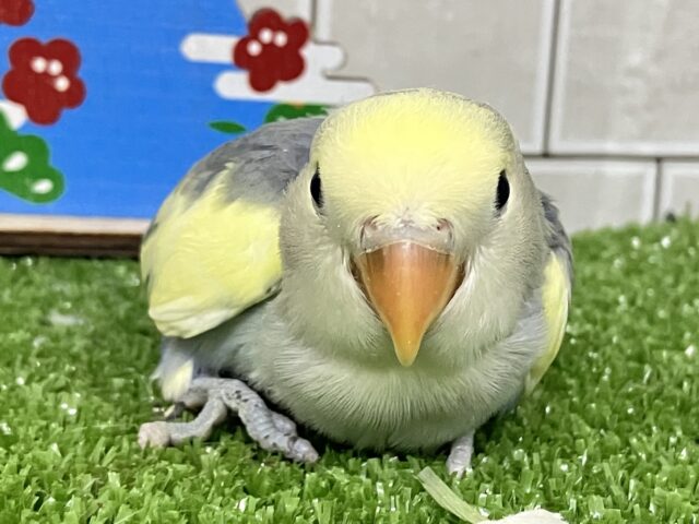 コザクラインコ（小桜インコ）