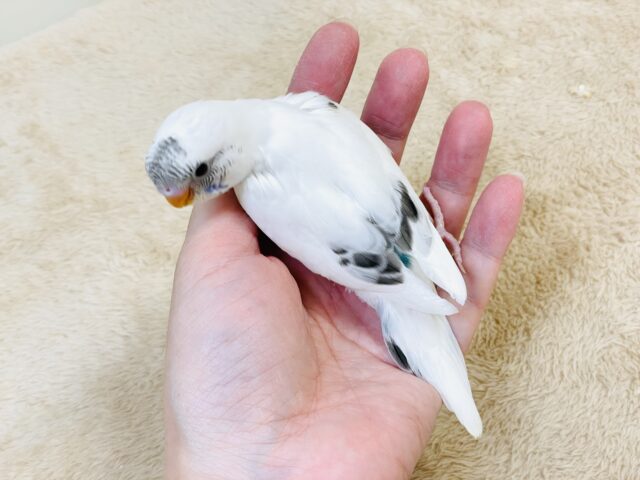 【最新画像】マイペースにのびのび〜っ🩵🤍セキセイインコ(白ハルクイン)ヒナ セキセイインコ