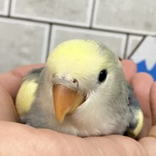 甘々界隈🍰💛sweetsペンギン🐧∗*ﾟコザクラインコ(ブルーパイド/2025年12月生まれ)