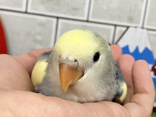甘々界隈🍰💛sweetsペンギン🐧∗*ﾟコザクラインコ(ブルーパイド/2025年12月生まれ)