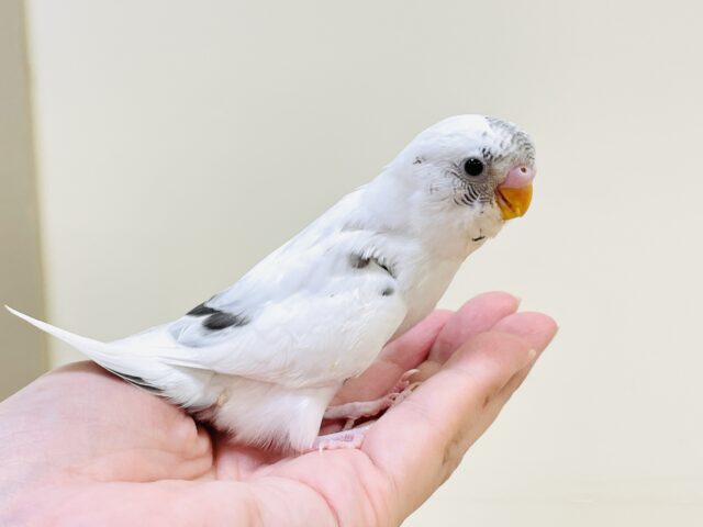 【最新画像】マイペースにのびのび〜っ🩵🤍セキセイインコ(白ハルクイン)ヒナ セキセイインコ