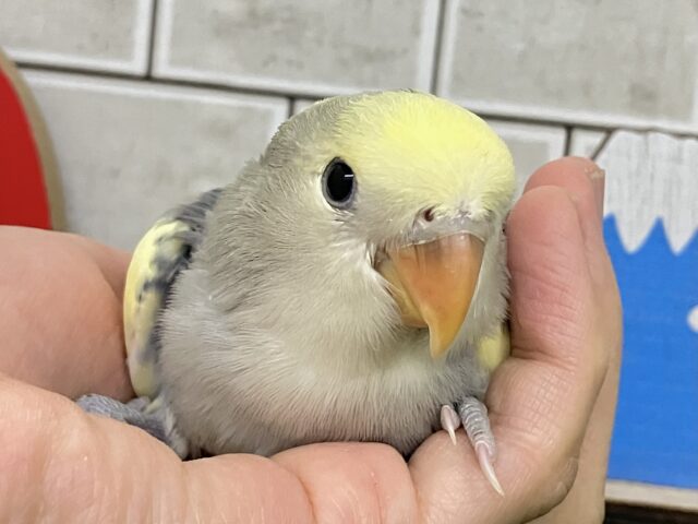コザクラインコ（小桜インコ）