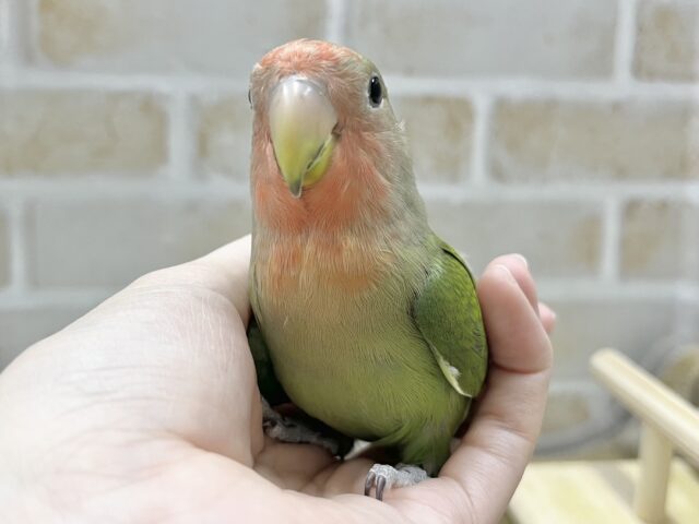 コザクラインコ（小桜インコ）