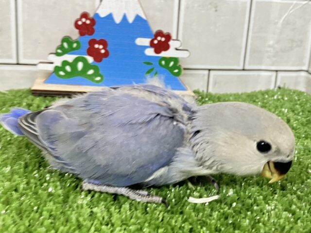 ✨最新画像✨年中無休?!😳⋆꙳おちりdeプラネタリウム✨🌟🌌コザクラインコ(バイオレット/2025年12月生まれ) コザクラインコ(小桜インコ)