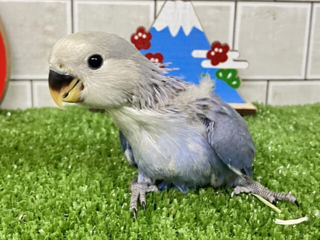 ✨最新画像✨年中無休?!😳⋆꙳おちりdeプラネタリウム✨🌟🌌コザクラインコ(バイオレット/2025年12月生まれ) コザクラインコ(小桜インコ)