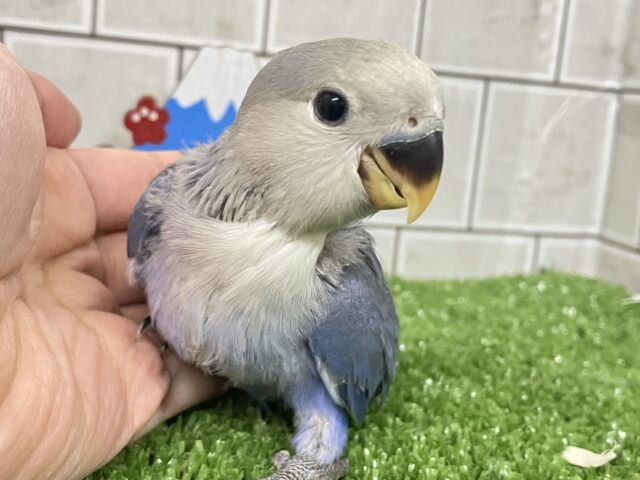 ✨最新画像✨年中無休?!😳⋆꙳おちりdeプラネタリウム✨🌟🌌コザクラインコ(バイオレット/2025年12月生まれ) コザクラインコ(小桜インコ)