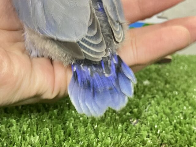 ✨最新画像✨年中無休?!😳⋆꙳おちりdeプラネタリウム✨🌟🌌コザクラインコ(バイオレット/2025年12月生まれ) コザクラインコ(小桜インコ)