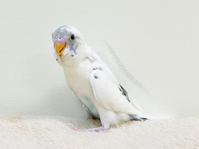 【最新画像】マイペースにのびのび〜っ🩵🤍セキセイインコ(白ハルクイン)ヒナ セキセイインコ