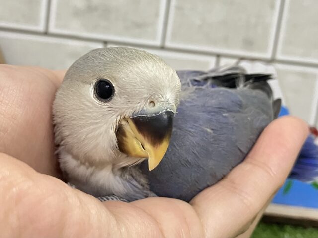 ✨最新画像✨年中無休?!😳⋆꙳おちりdeプラネタリウム✨🌟🌌コザクラインコ(バイオレット/2025年12月生まれ) コザクラインコ(小桜インコ)