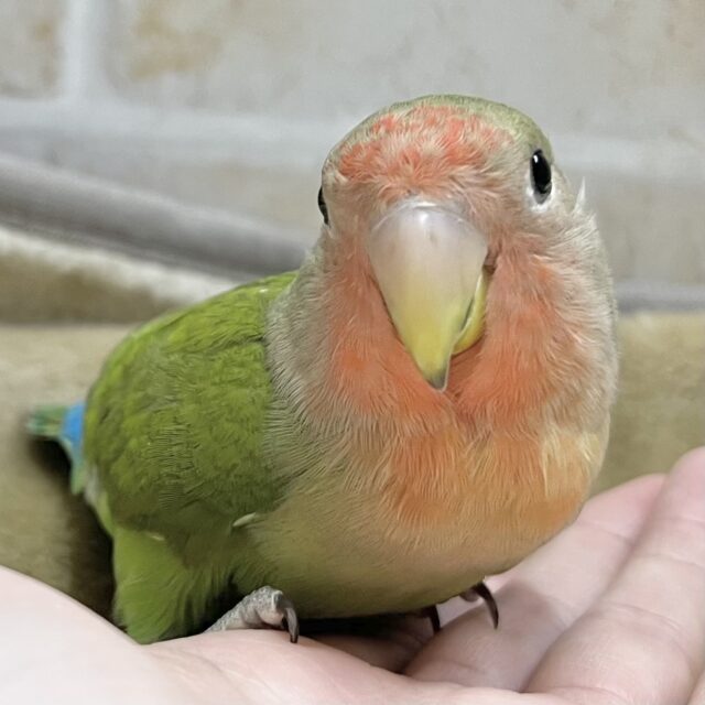 最新画像になります☆丸ぽちゃから贈りものーー♪♪　笑顔が可愛いコっ♡　コザクラインコ　ノーマル～～