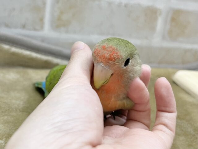 コザクラインコ（小桜インコ）