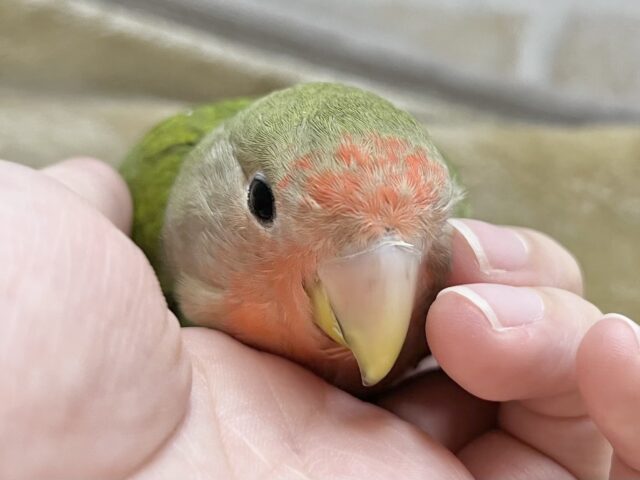 コザクラインコ（小桜インコ）