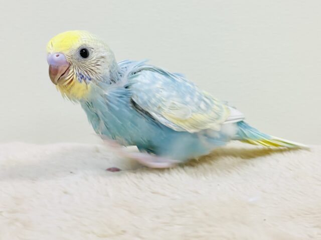 癒し系クリームソーダちゃん🩵💛セキセイインコ（パステルレインボースパングル）ヒナ