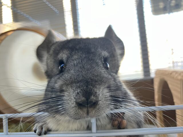 まんま~るい❤︎⁎˃ ˂ 全部がギュっとつまってます💫🧞♂️かわいいチンチラくん男のコ💜♂ チンチラ