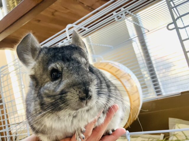 まんま~るい❤︎⁎˃ ˂ 全部がギュっとつまってます💫🧞♂️かわいいチンチラくん男のコ💜♂ チンチラ