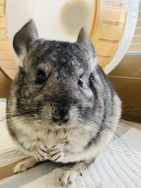 まんま~るい❤︎⁎˃ ˂ 全部がギュっとつまってます💫🧞♂️かわいいチンチラくん男のコ💜♂ チンチラ