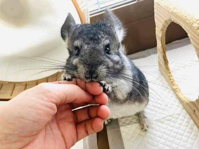 まんま~るい❤︎⁎˃ ˂ 全部がギュっとつまってます💫🧞♂️かわいいチンチラくん男のコ💜♂ チンチラ