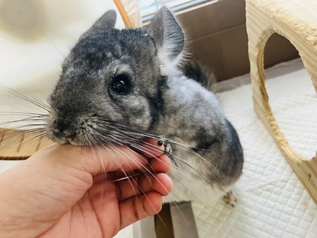 まんま~るい❤︎⁎˃ ˂ 全部がギュっとつまってます💫🧞♂️かわいいチンチラくん男のコ💜♂ チンチラ