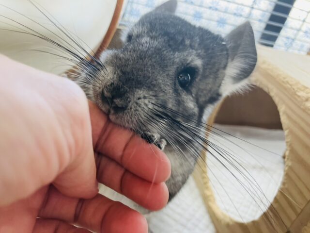 まんま~るい❤︎⁎˃ ˂ 全部がギュっとつまってます💫🧞♂️かわいいチンチラくん男のコ💜♂ チンチラ